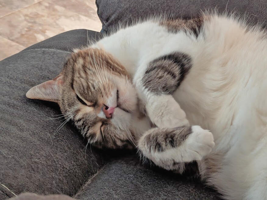 Churchill A photo of my cat Churchill.